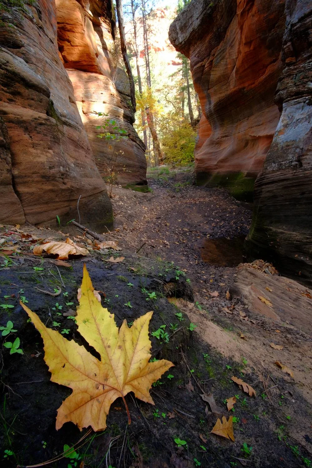 At 3 miles I choose to enter the canyon and explore rather than following the trail, this proved to be quite fruitful