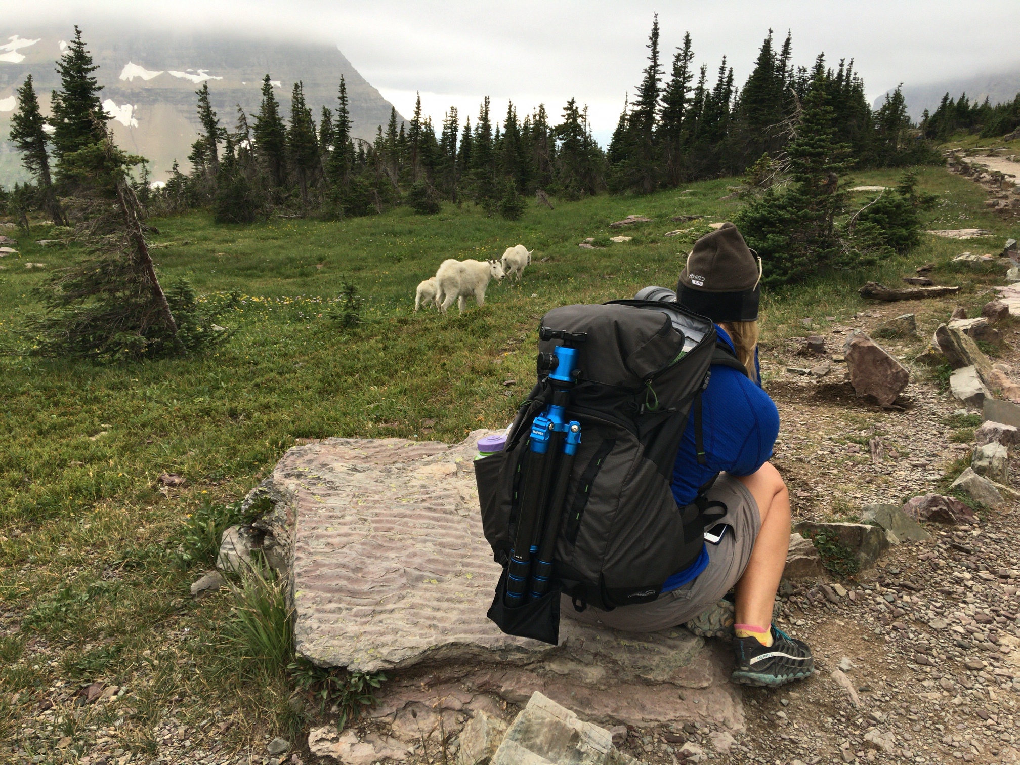 Photographing the mountain goats (my favorite thing to do!) near Logan Pass