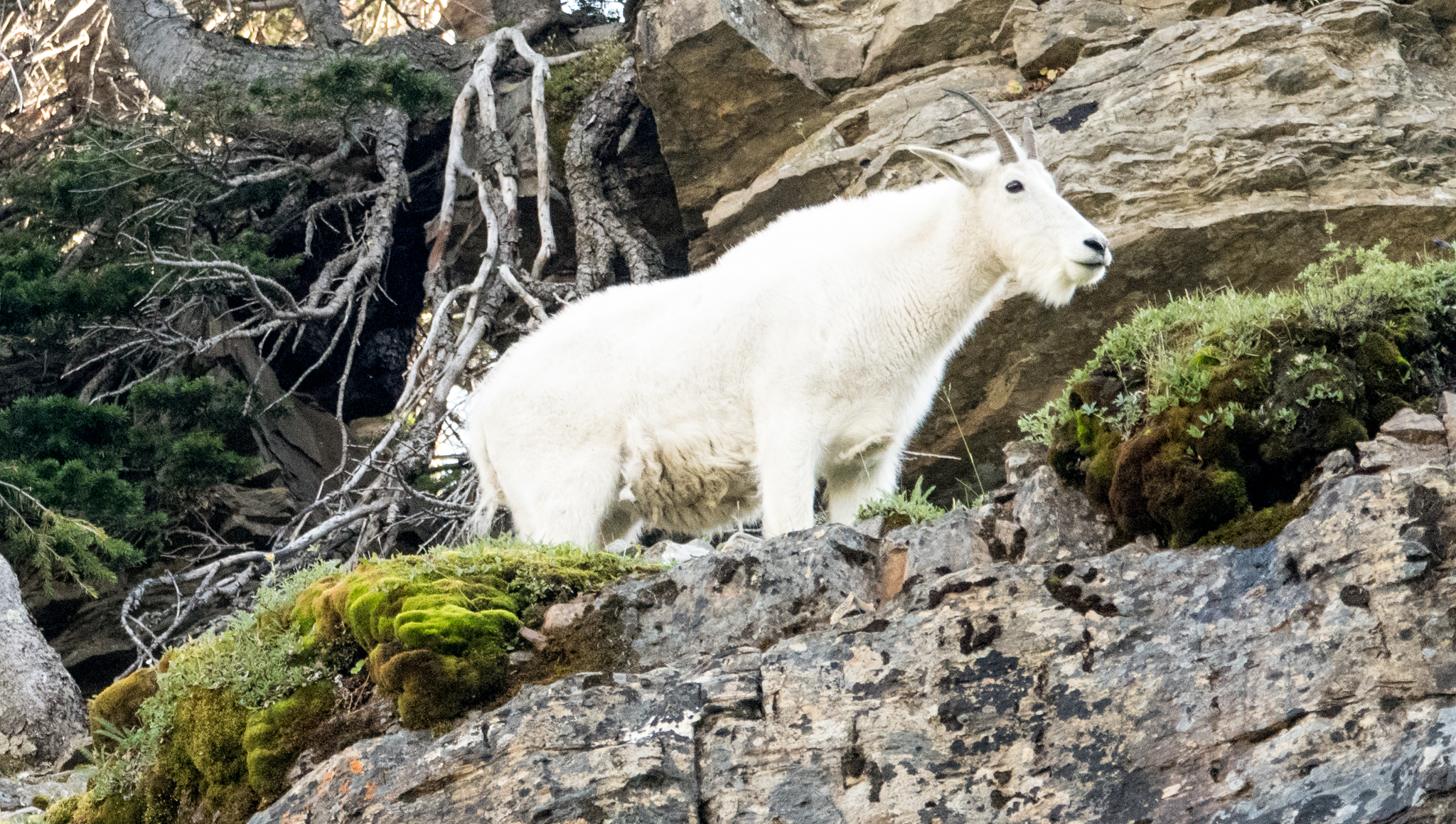 Mountain Goats!