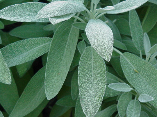 6 Plants to Keep Mice From Invading Your Yard and Home Lavender companion plants