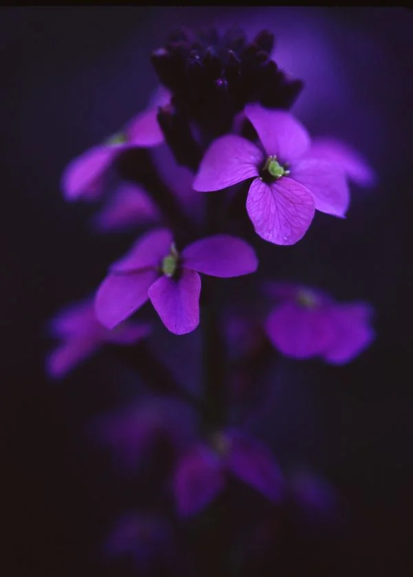 Beautiful lavender flowers in close-up.jpeg