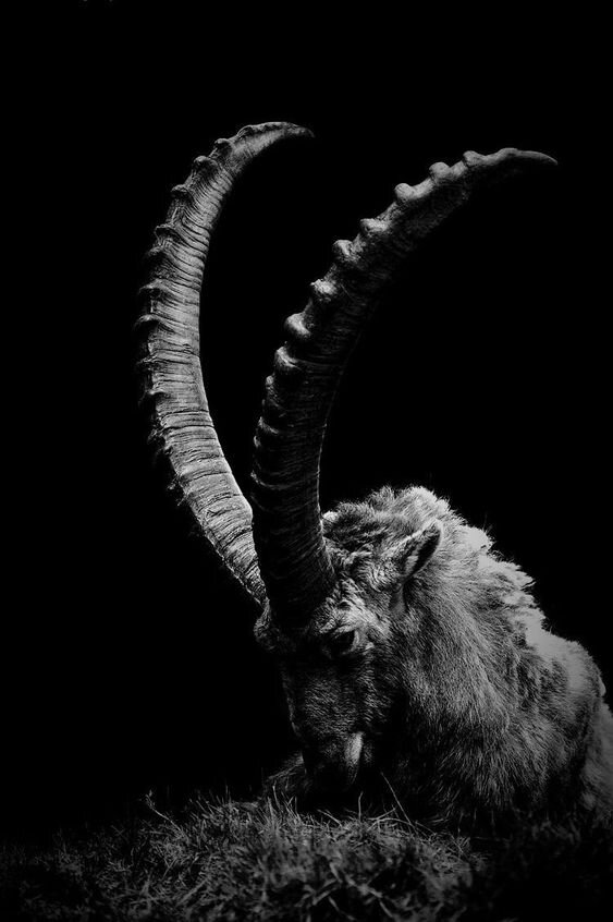 New Moon in Capricorn
