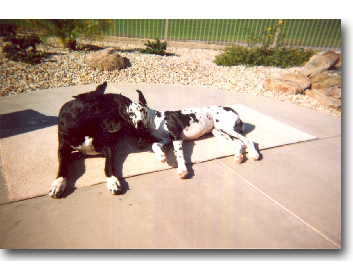 Dakota and Tazia_drop.png