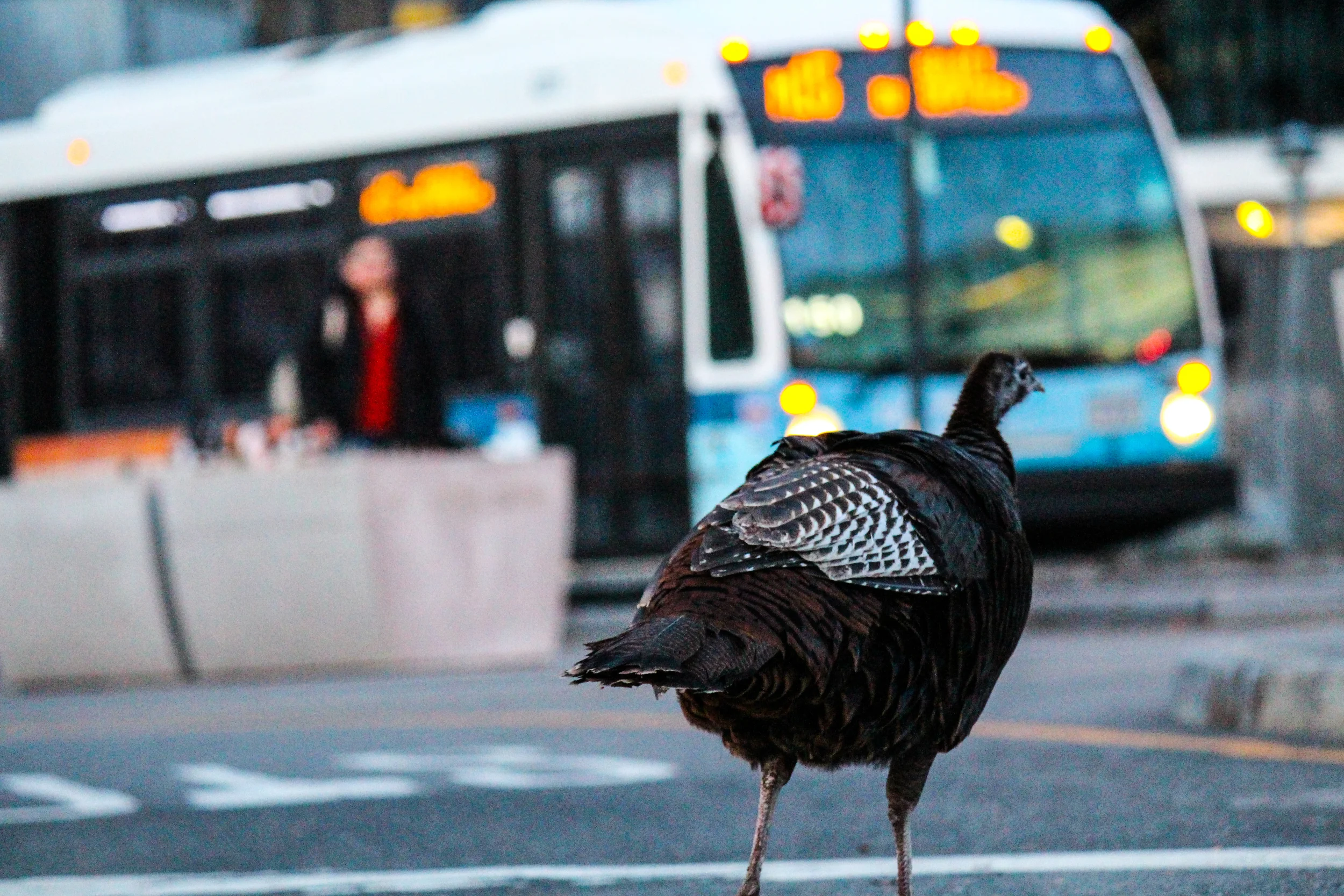 21 - Urban Turkey Explores Manhattan.jpg