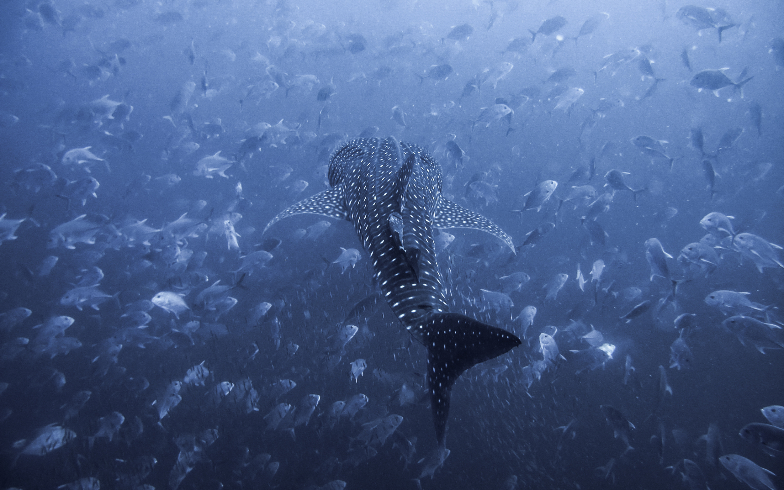 An 8 Meter Whale Shark Glides Through A School of Jacks $15,000 Grand Prize Winner #ItsAmazingOutThere competition by Weather.com