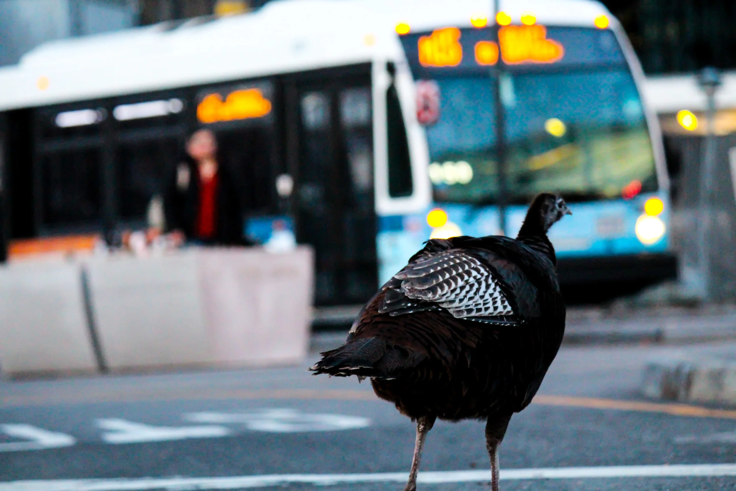 King Pigeon?? Nope! Meet Zelda, Manhattan's own completely wild turkey. Holding her ground against packs of poodles with designer haircuts, we observe Zelda waiting for the M15 uptown bus