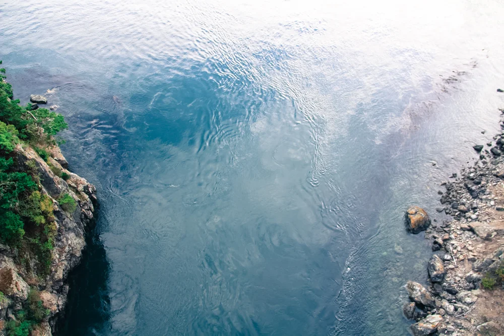 blue heron2 (1 of 1).jpg