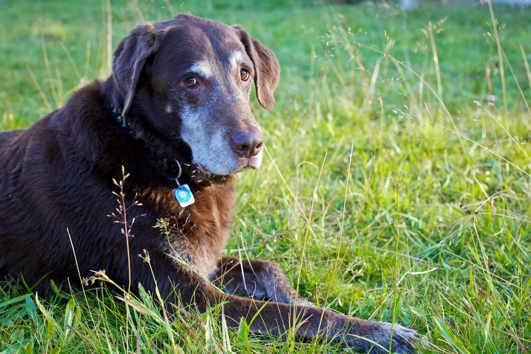 Dogs_Site_20.JPG
