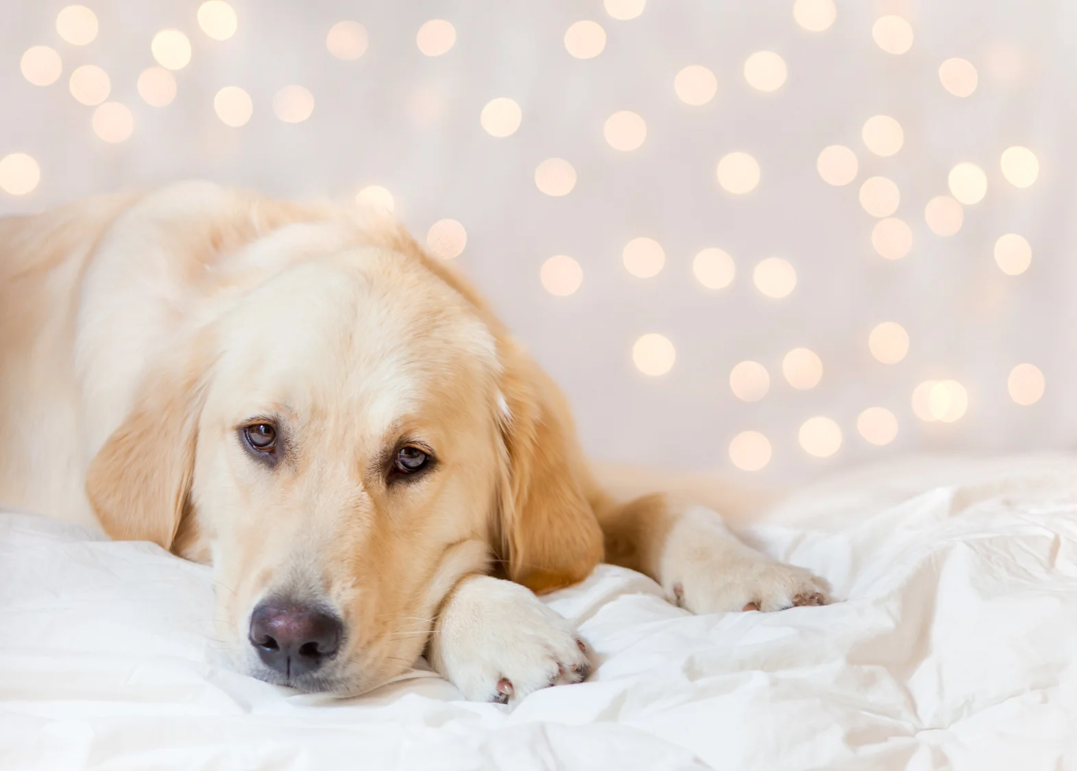 Dogs_Site_21.JPG