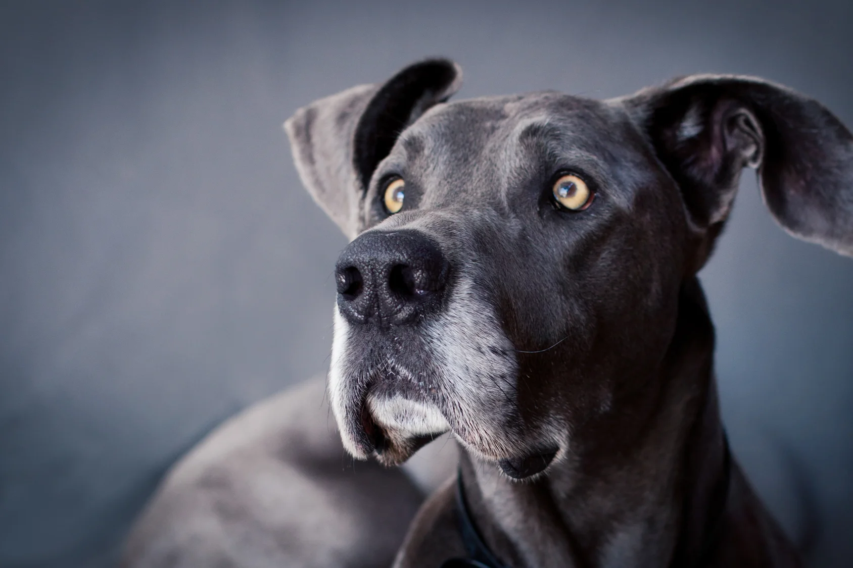 Dogs_Site_26.JPG