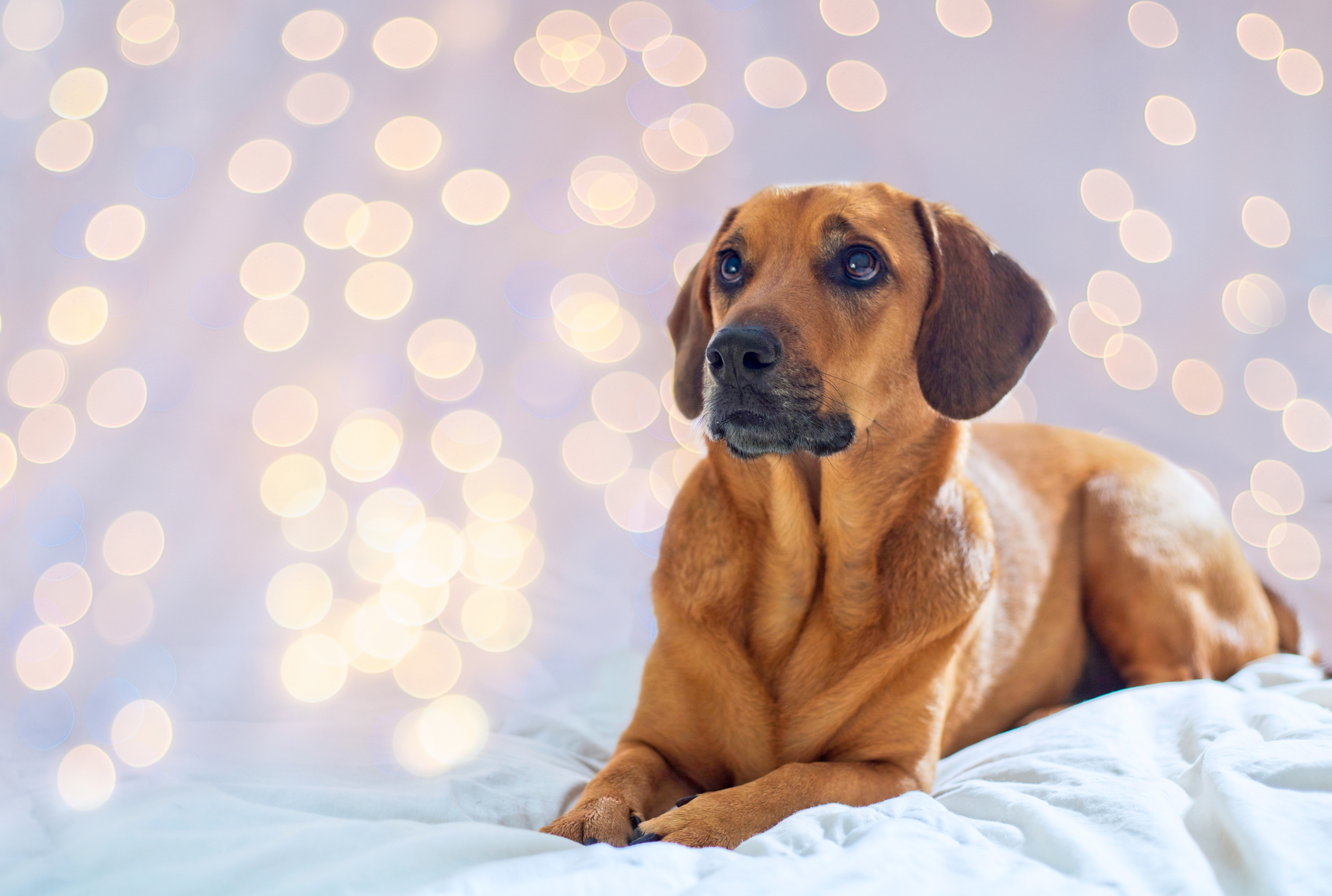 Twinkle Lights Dog Portrait