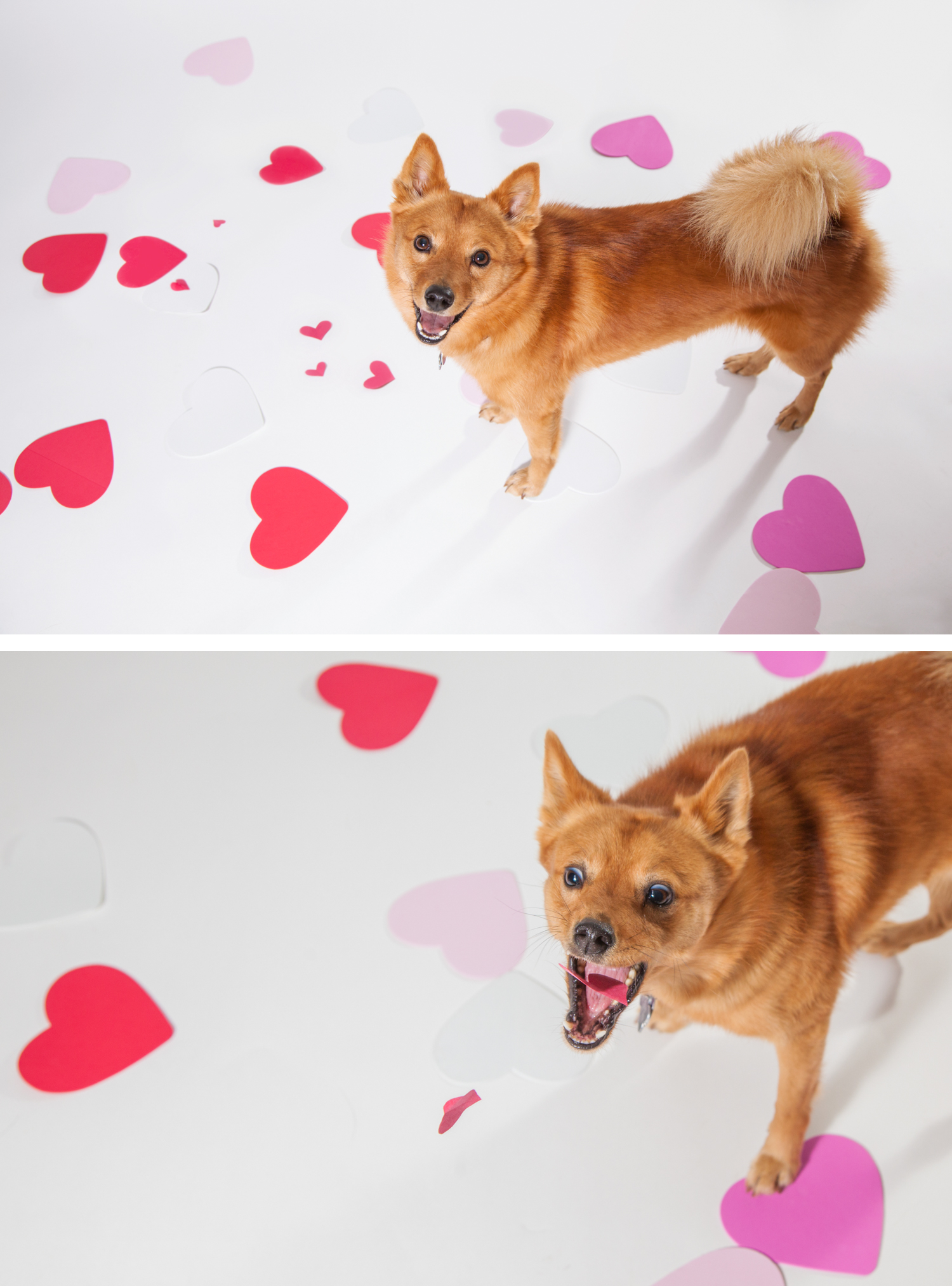 StudioDogs10.png