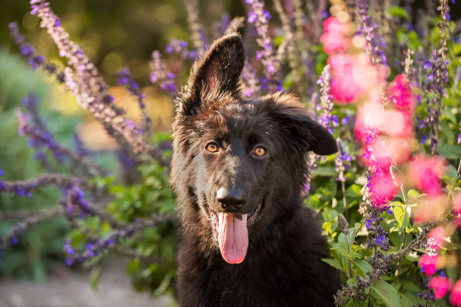 _WebsiteDogs05_A3A7065 ps_1500.JPG