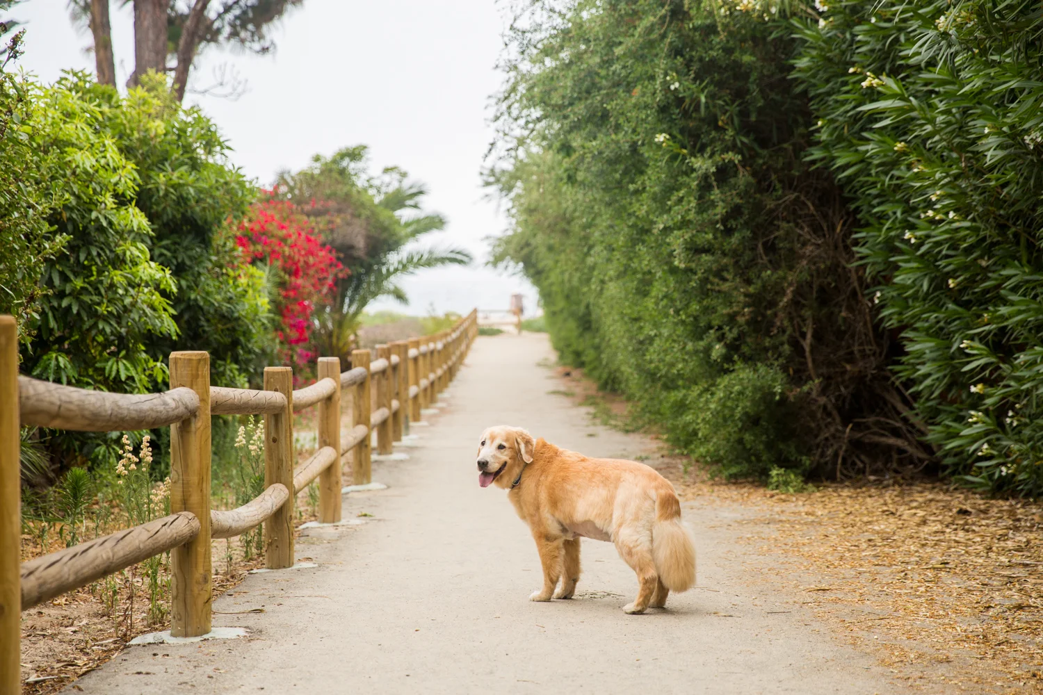 _WebsiteDogs07BaileyThunder_001_1500.JPG