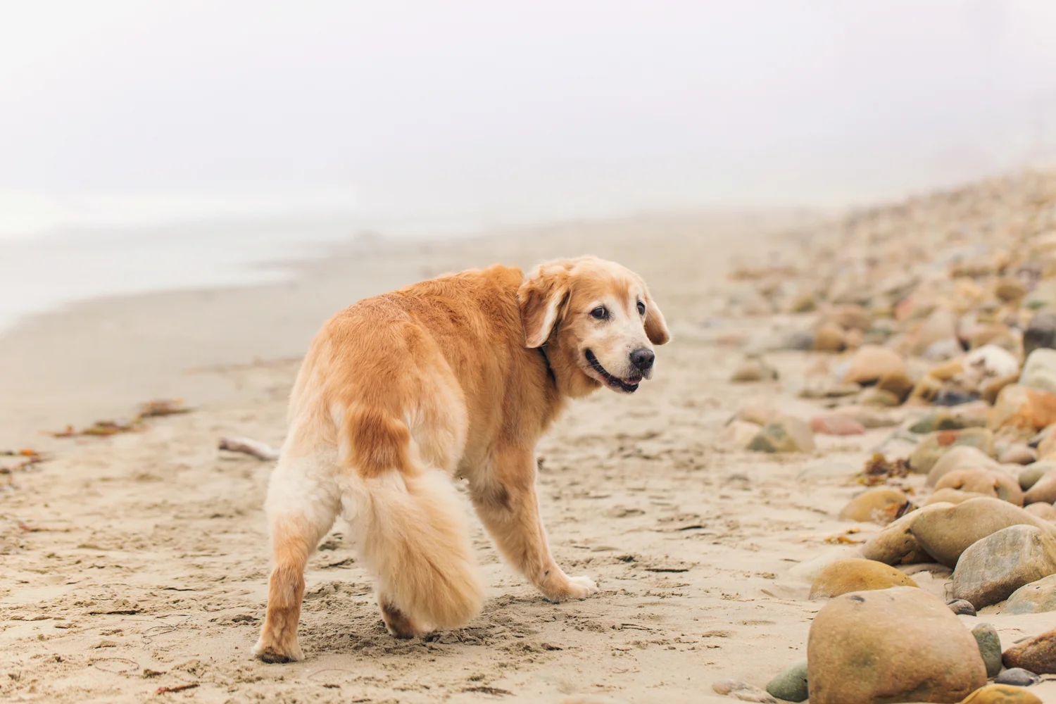 _WebsiteDogs08BaileyThunder_016_1500.JPG