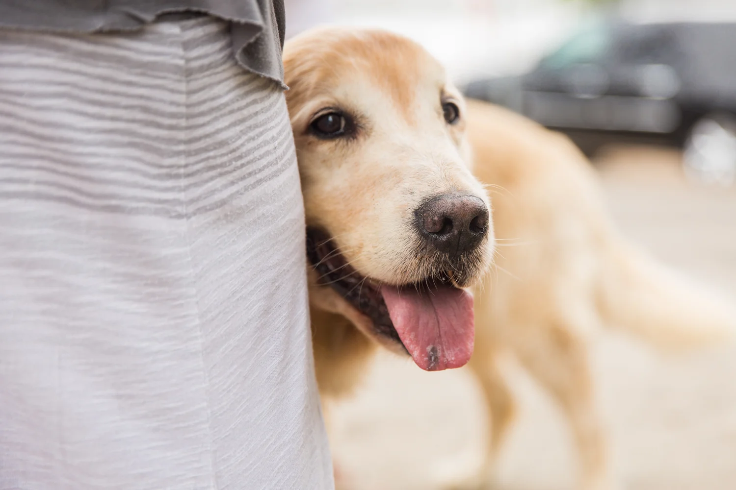 _WebsiteDogs09BaileyThunder_A3A6272 ps_1500.JPG