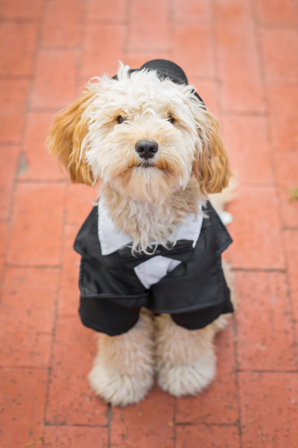 _WebsiteDogs11DaisyRenly_16_1500.JPG