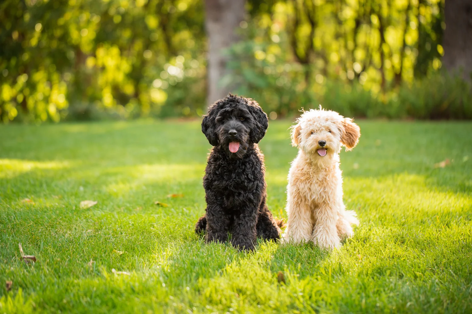 _WebsiteDogs12DaisyRenly_60_1500.JPG