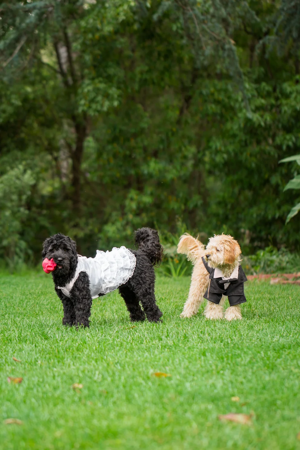_WebsiteDogs13DaisyRenly_25_1500.JPG