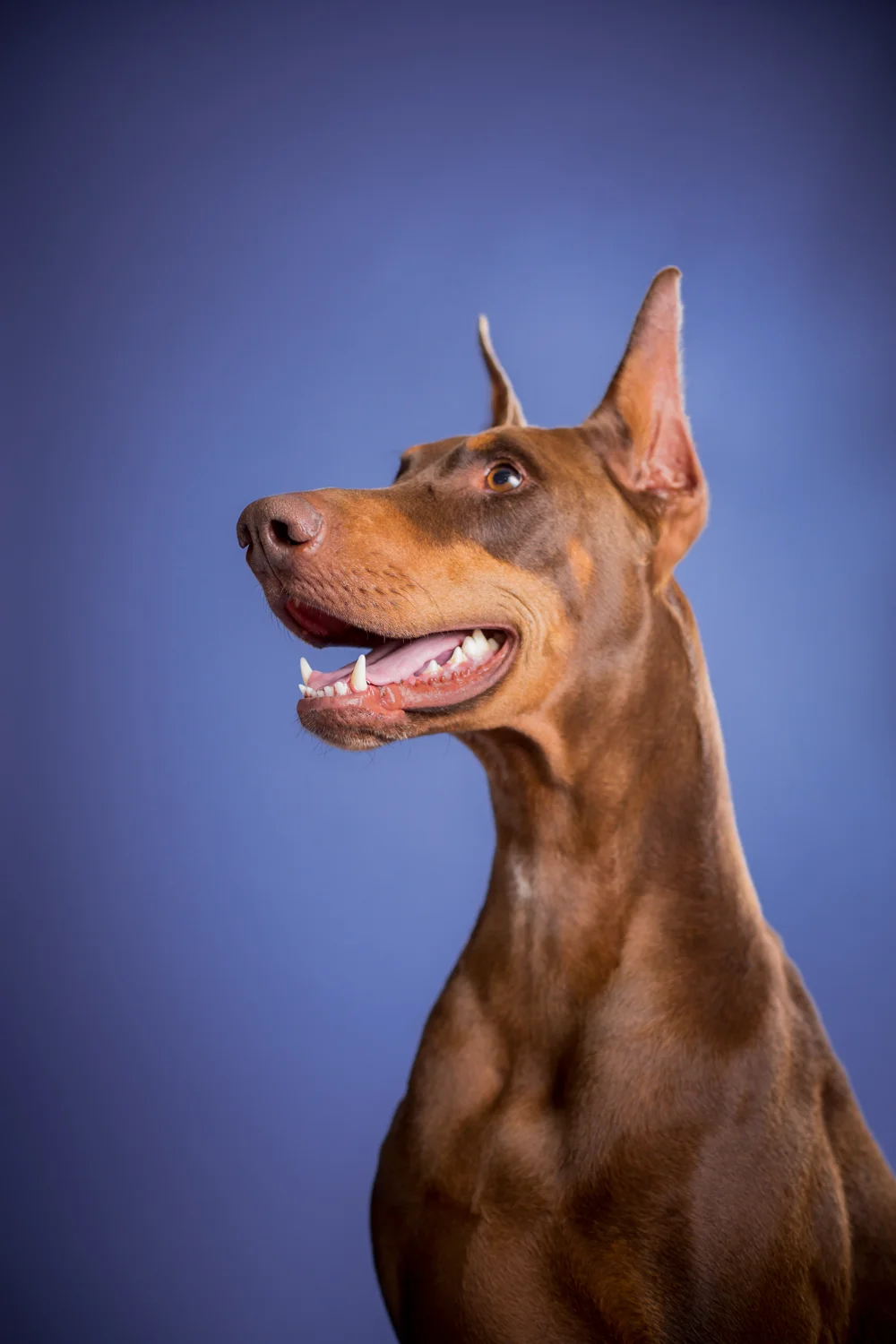 _WebsiteDogs16Maximus_02_1500.JPG
