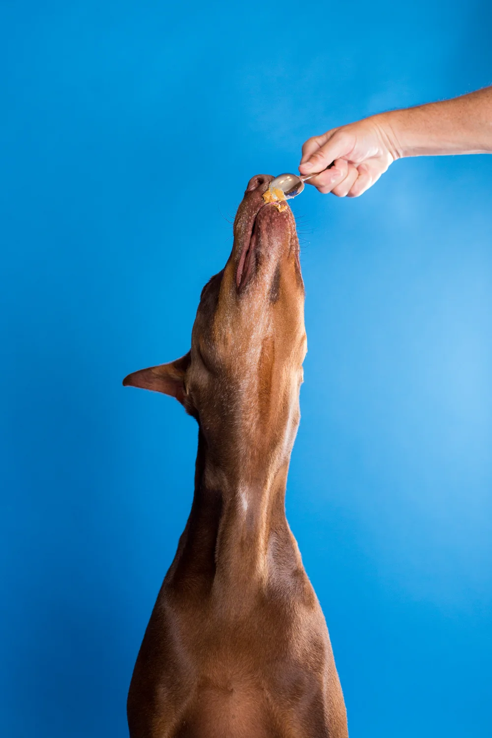 _WebsiteDogs19Maximus_33_1500.JPG
