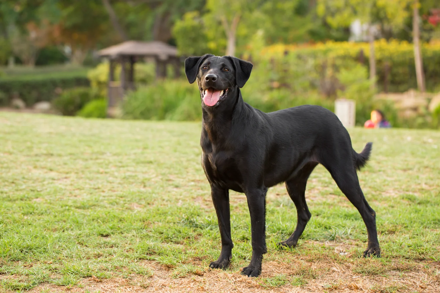 _WebsiteDogs20MaxxysFam_109_1500.JPG