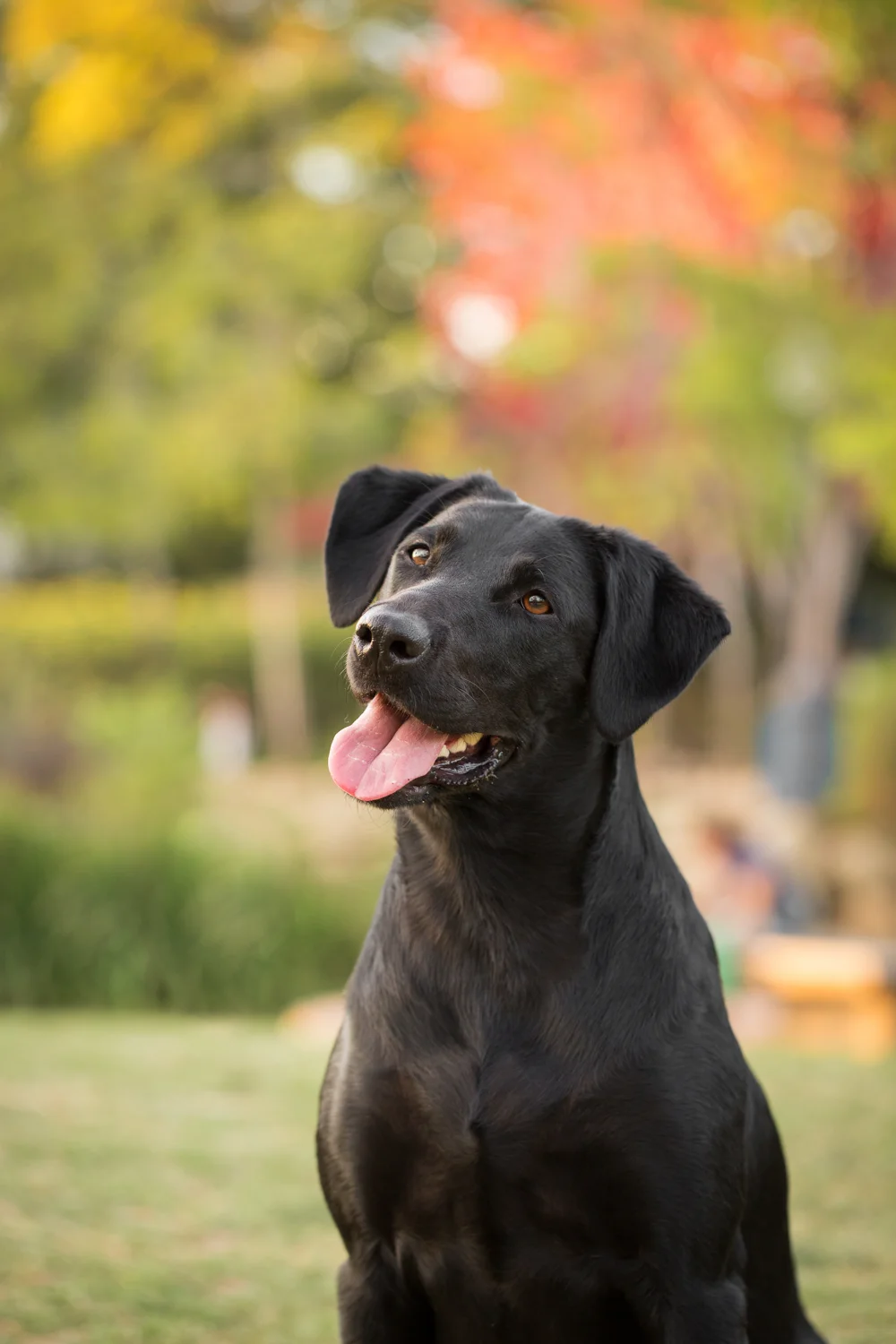 _WebsiteDogs22MaxxysFam_120_1500.JPG