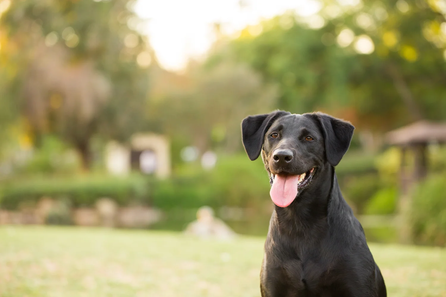 _WebsiteDogs21MaxxysFam_113_1500.JPG