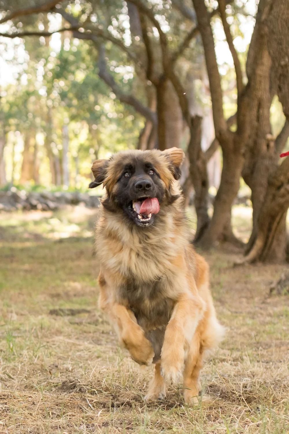 _WebsiteDogs24ShelbyPugslyEdie_023_1500.JPG