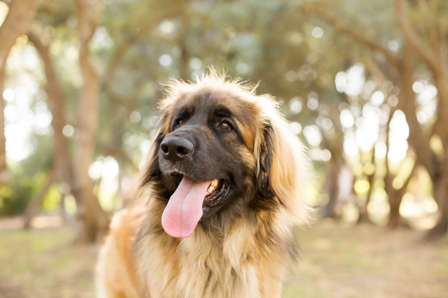 _WebsiteDogs23ShelbyPugslyEdie_016_1500.JPG