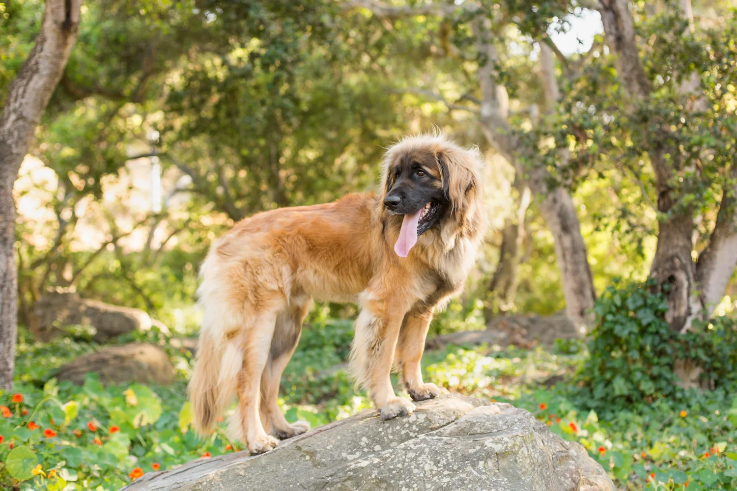 _WebsiteDogs25ShelbyPugslyEdie_032_1500.JPG