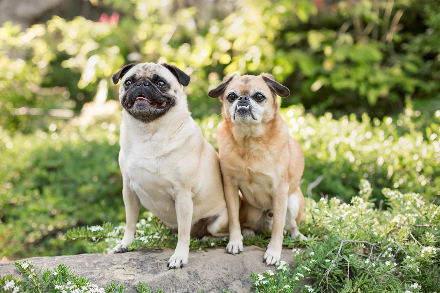 _WebsiteDogs27ShelbyPugslyEdie_077_1500.JPG