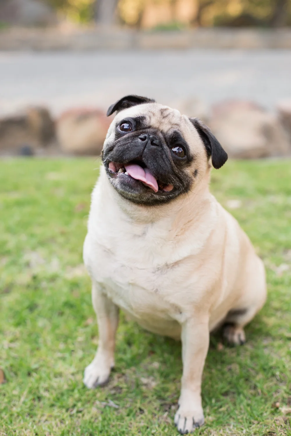 _WebsiteDogs30ShelbyPugslyEdie_147_1500.JPG
