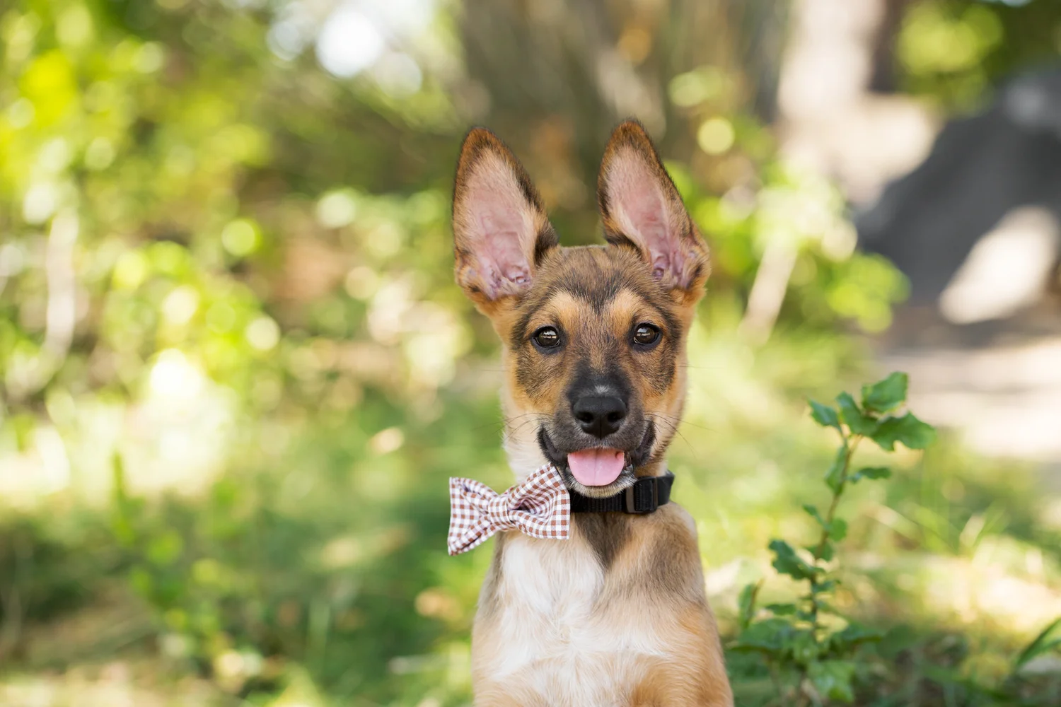 _WebsiteDogs33VeilsTrailsTails16_067 Zephyr_1500.JPG