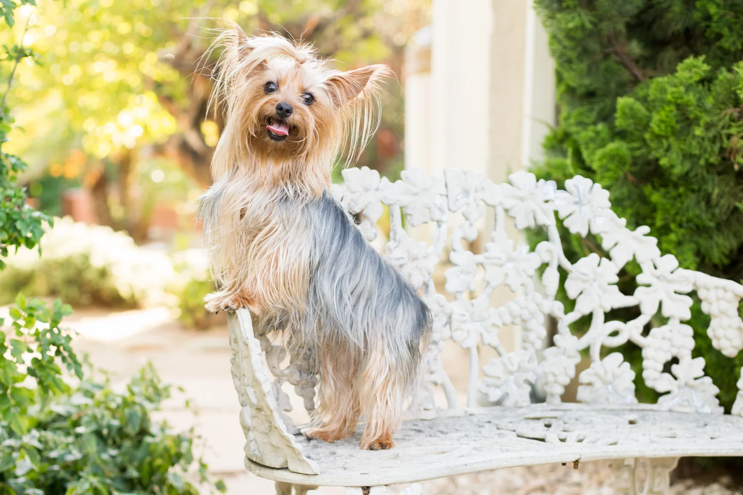 _WebsiteDogs35Pippi_43_1500.JPG