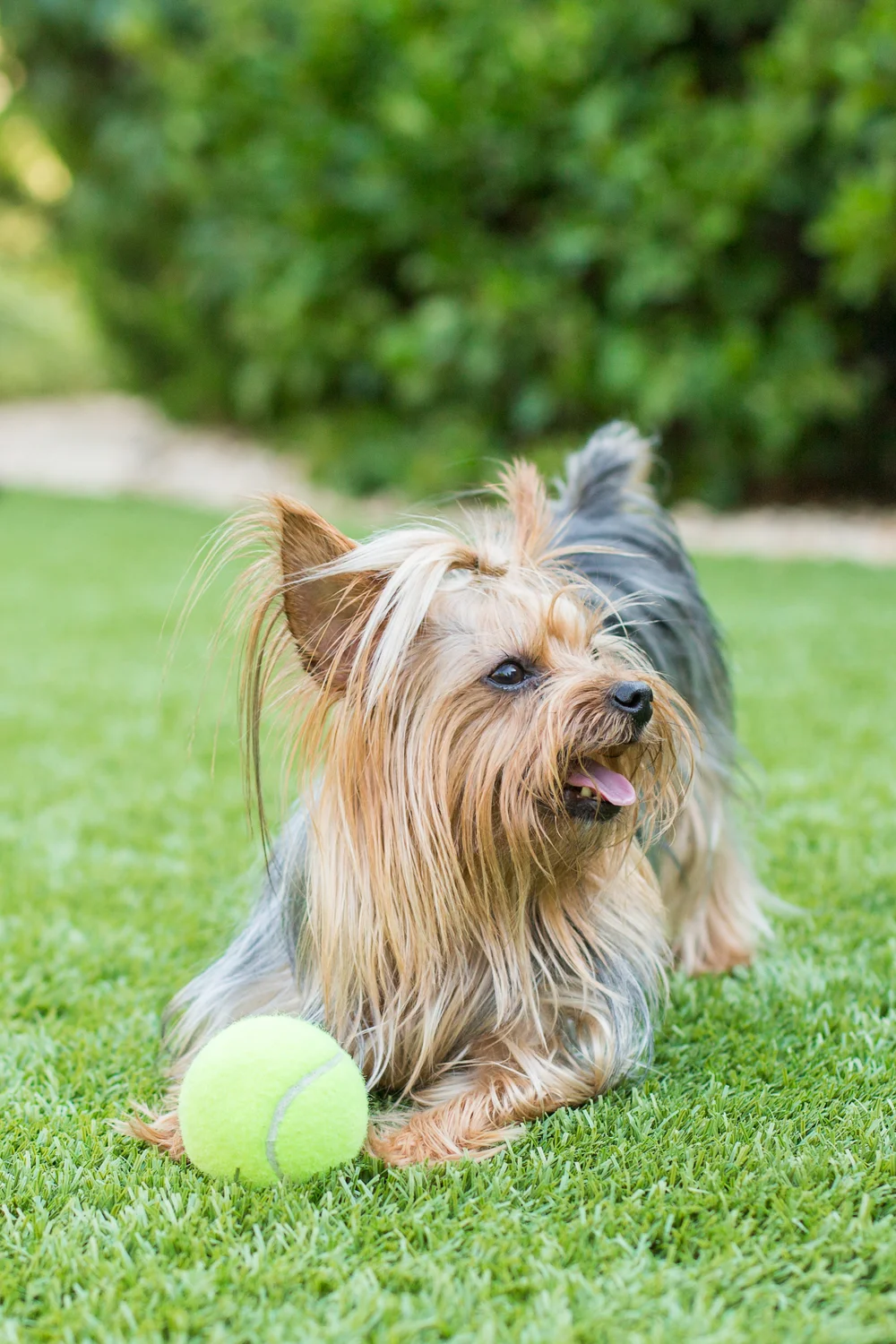 _WebsiteDogs36Pippi_69_1500.JPG