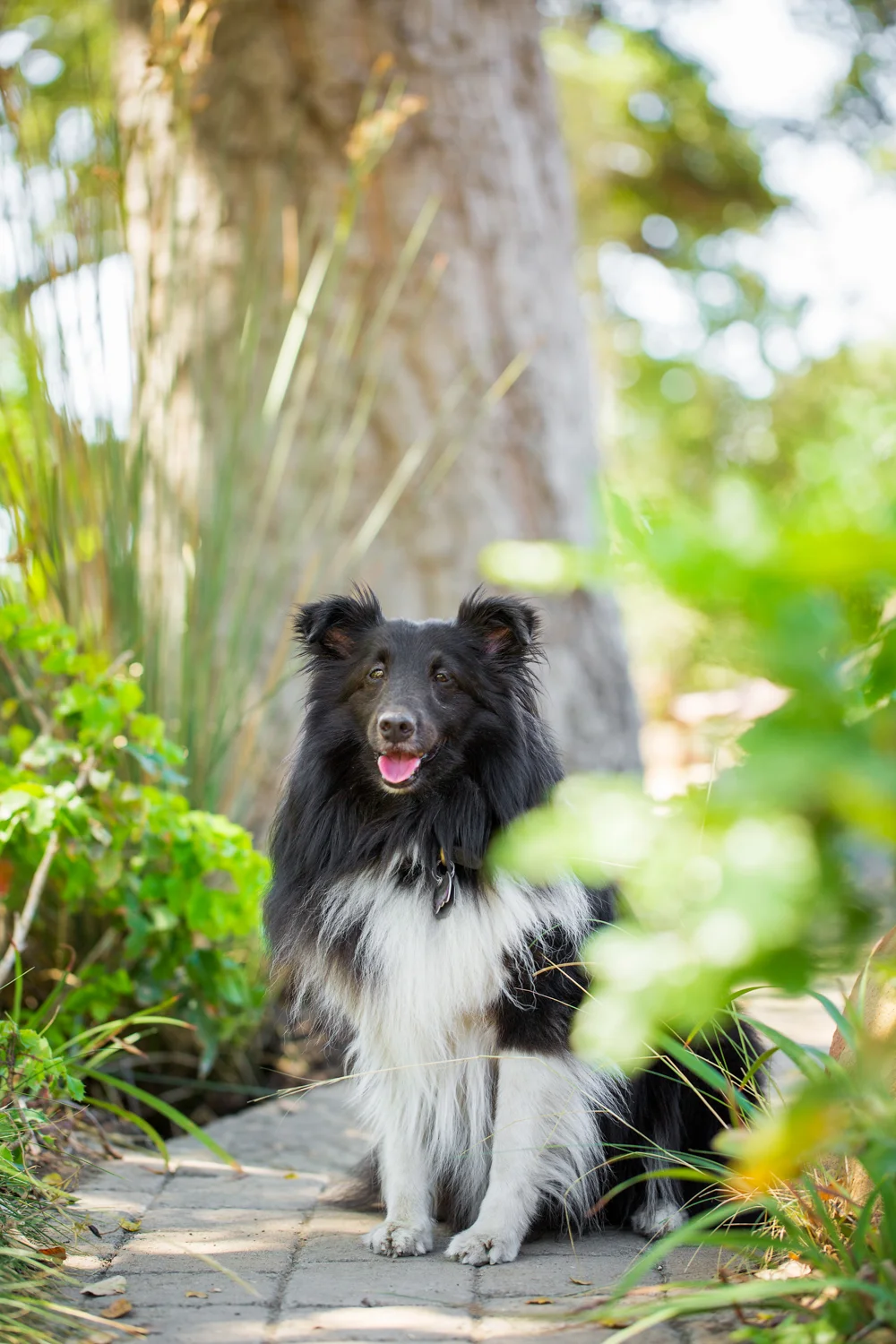 _WebsiteDogs41VeilsTrailsTails16_135 Harry William_1500.JPG