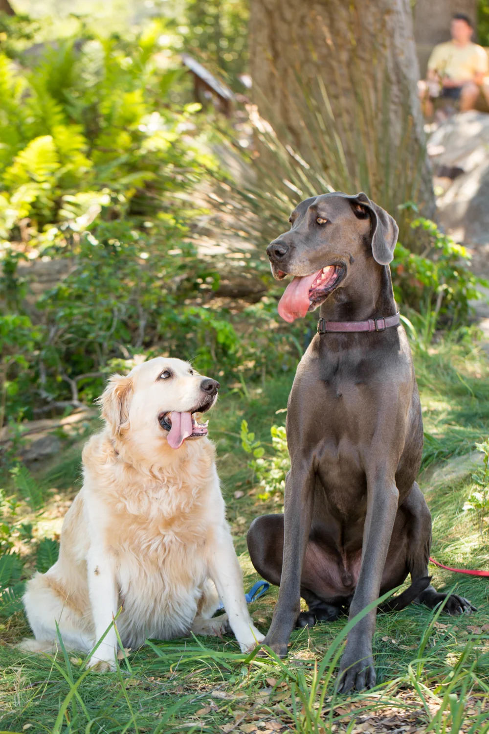 _WebsiteDogs48VeilsTrailsTails16_223 Maxi Mikie_1500.JPG