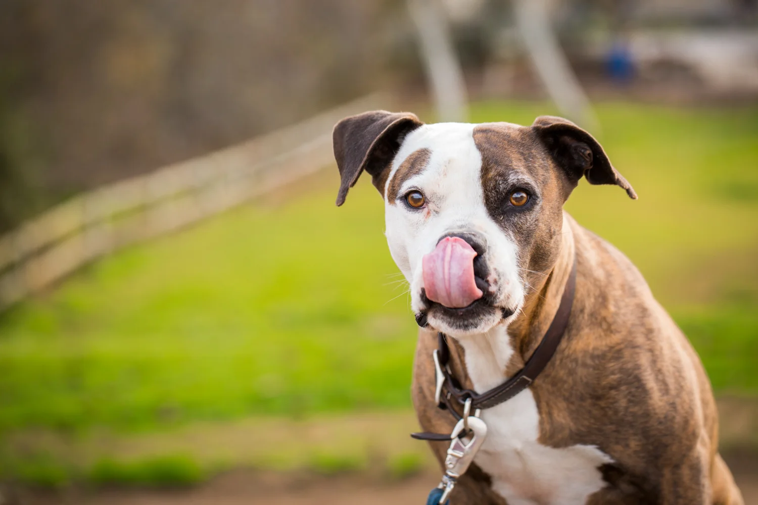 _WebsiteDogs50BusterBubbles_03_1500.JPG