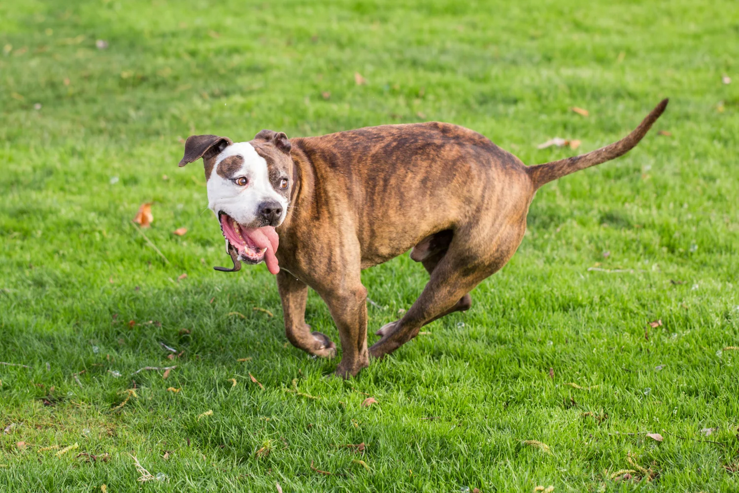 _WebsiteDogs51BusterBubbles_35_1500.JPG