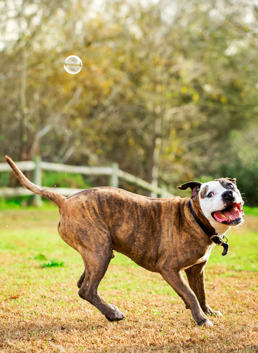 _WebsiteDogs52BusterBubbles_45_1500.JPG