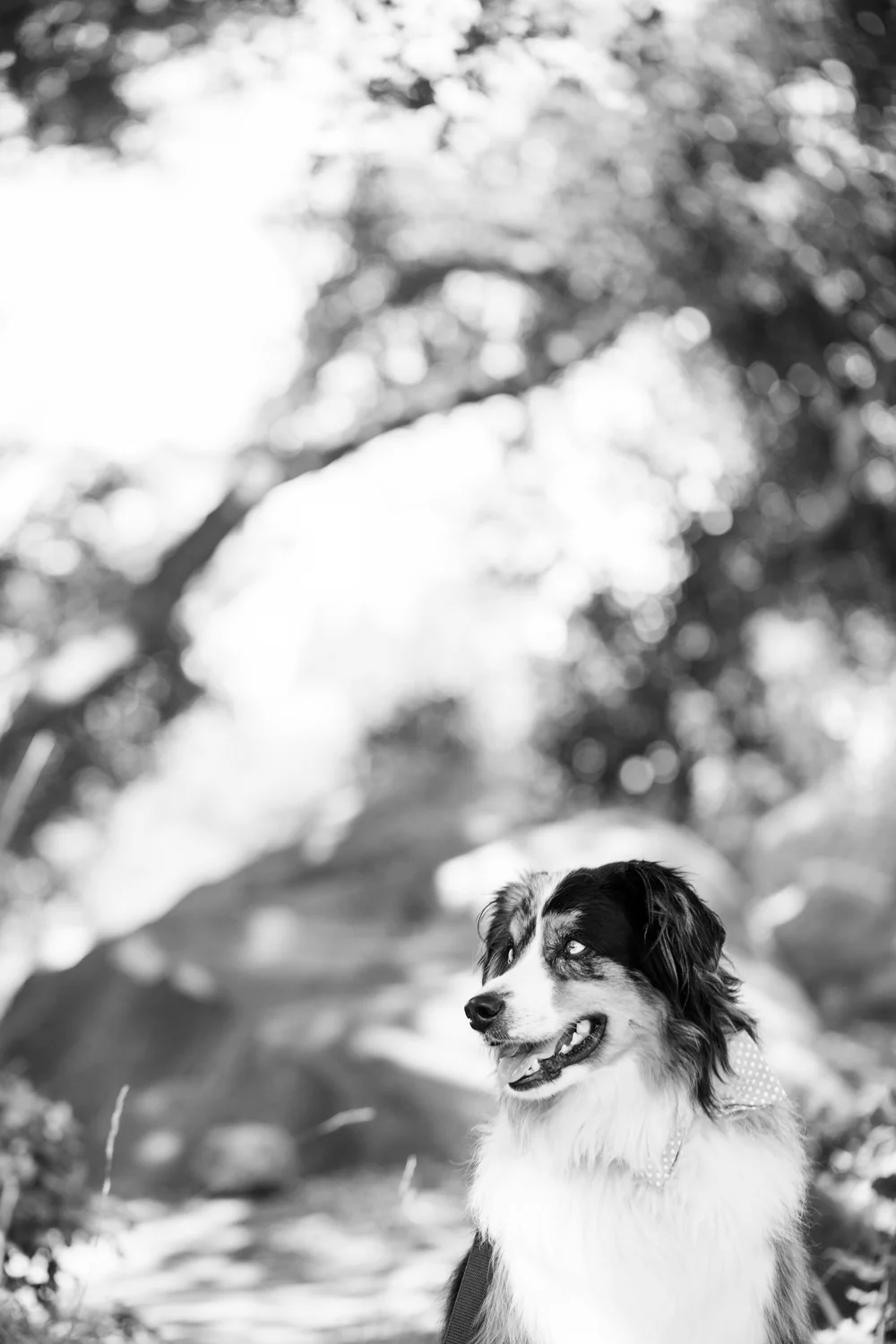 _WebsiteDogs55VeilsTrailsTails16_029 Jake_1500.JPG