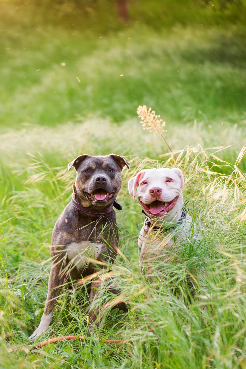 _WebsiteDogs63BradyBenefit_HerbertSage_01_1500.JPG