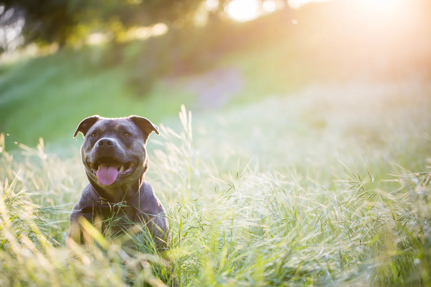_WebsiteDogs64BradyBenefit_Herbert_03_1500.JPG