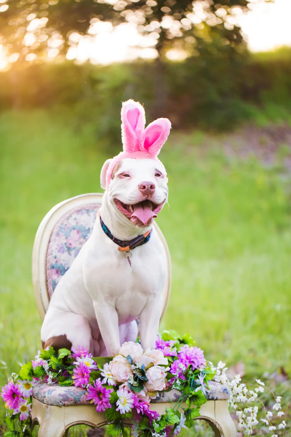 _WebsiteDogs65BradyBenefit_Sage_01_1500.JPG