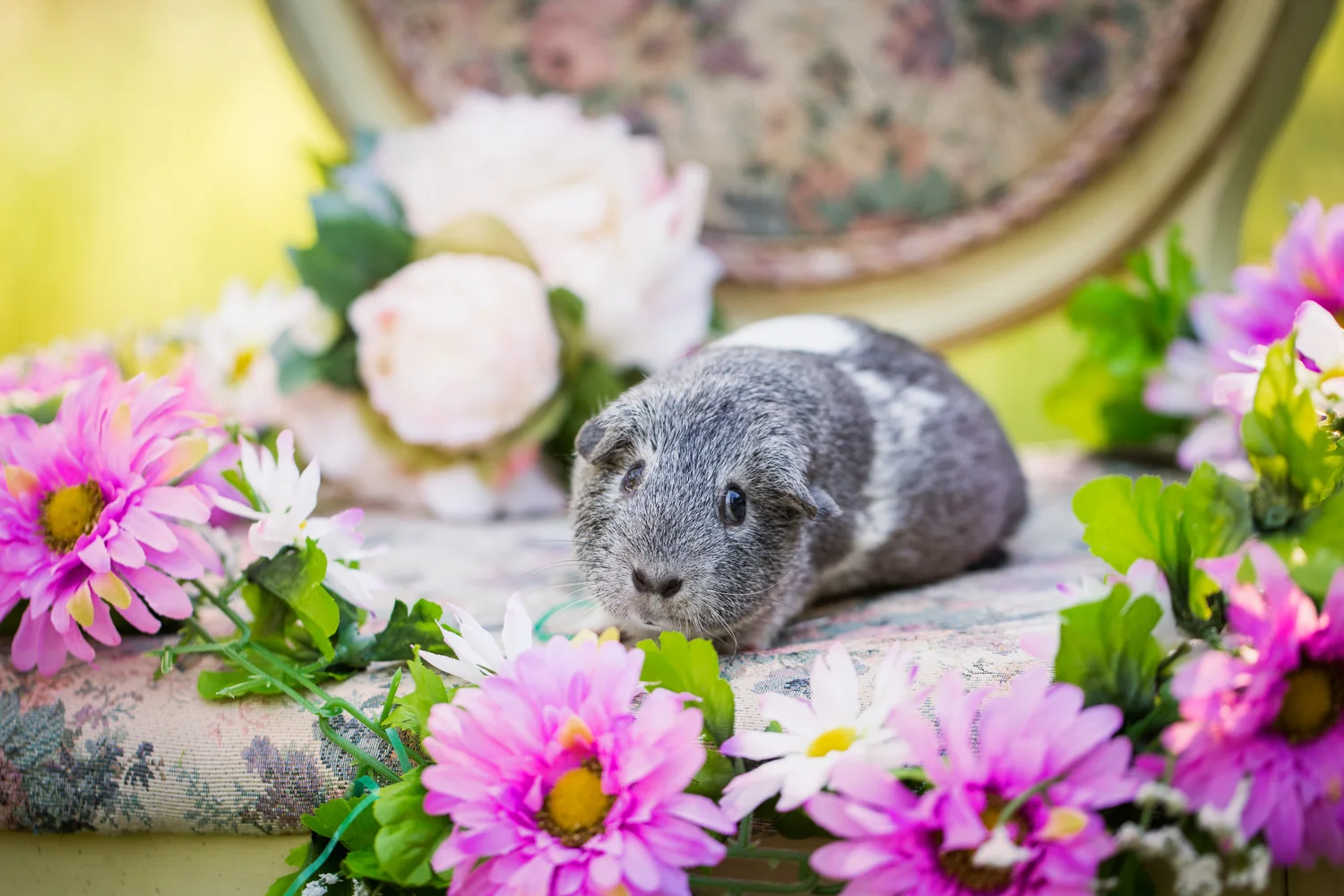 _WebsiteDogs67BradyBenefit_Squirrel_01_1500.JPG