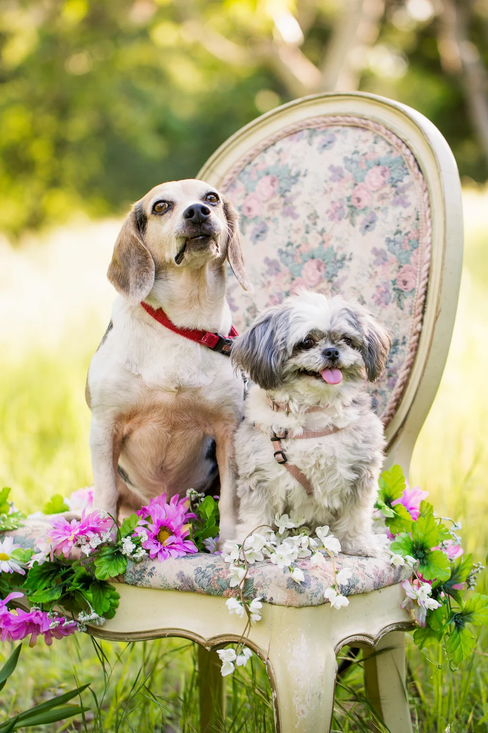 _WebsiteDogs68BradyBenefit_SwiffiePete_01_1500.JPG