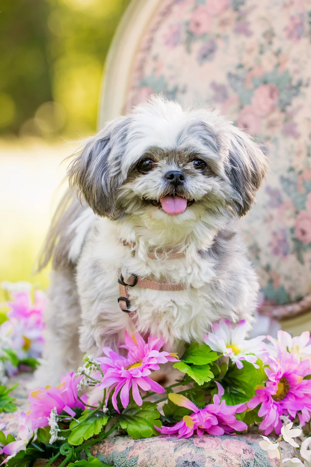 _WebsiteDogs66BradyBenefit_Swiffie_01_1500.JPG