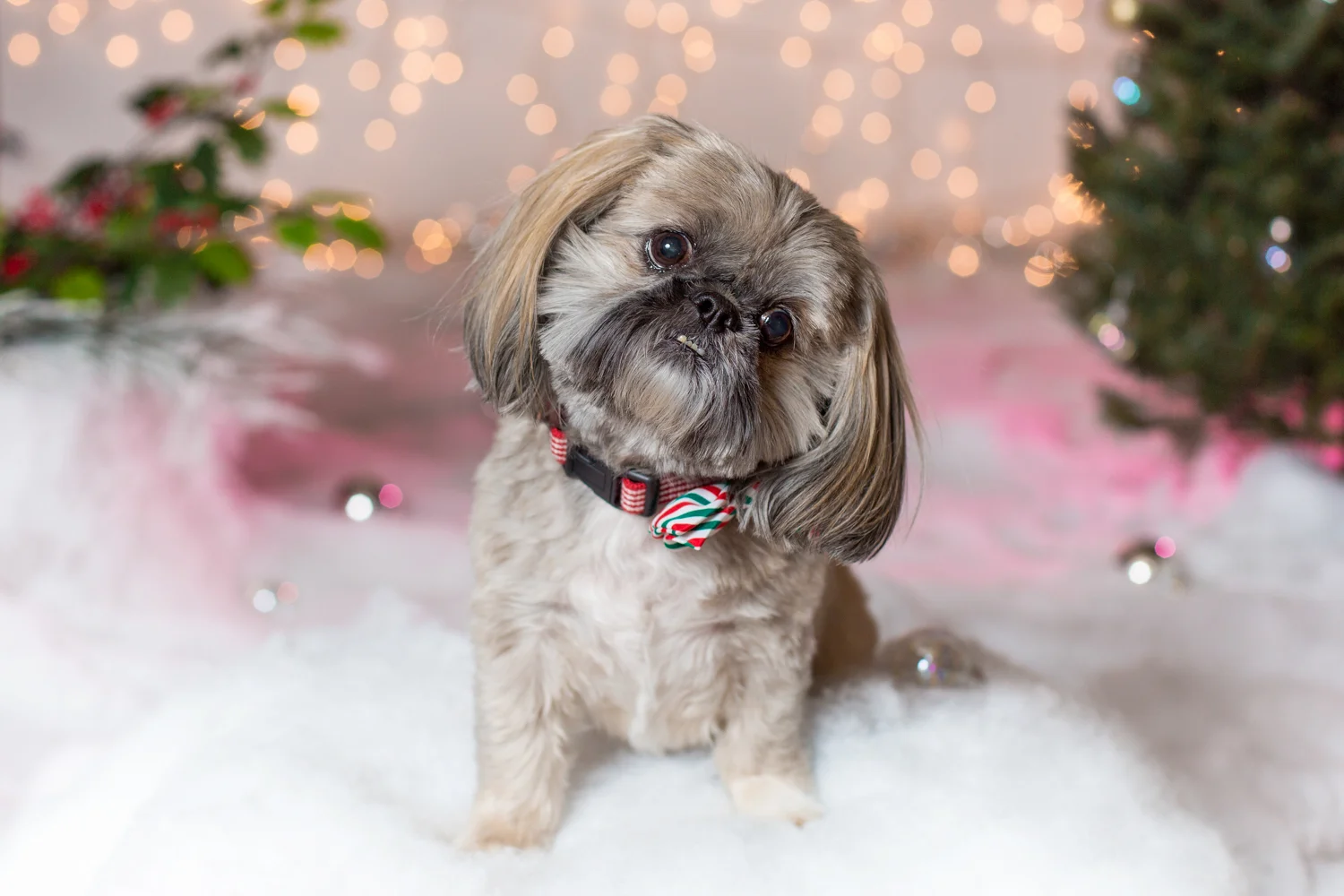 _WebsiteDogs69CocoClancy_02_1500.JPG