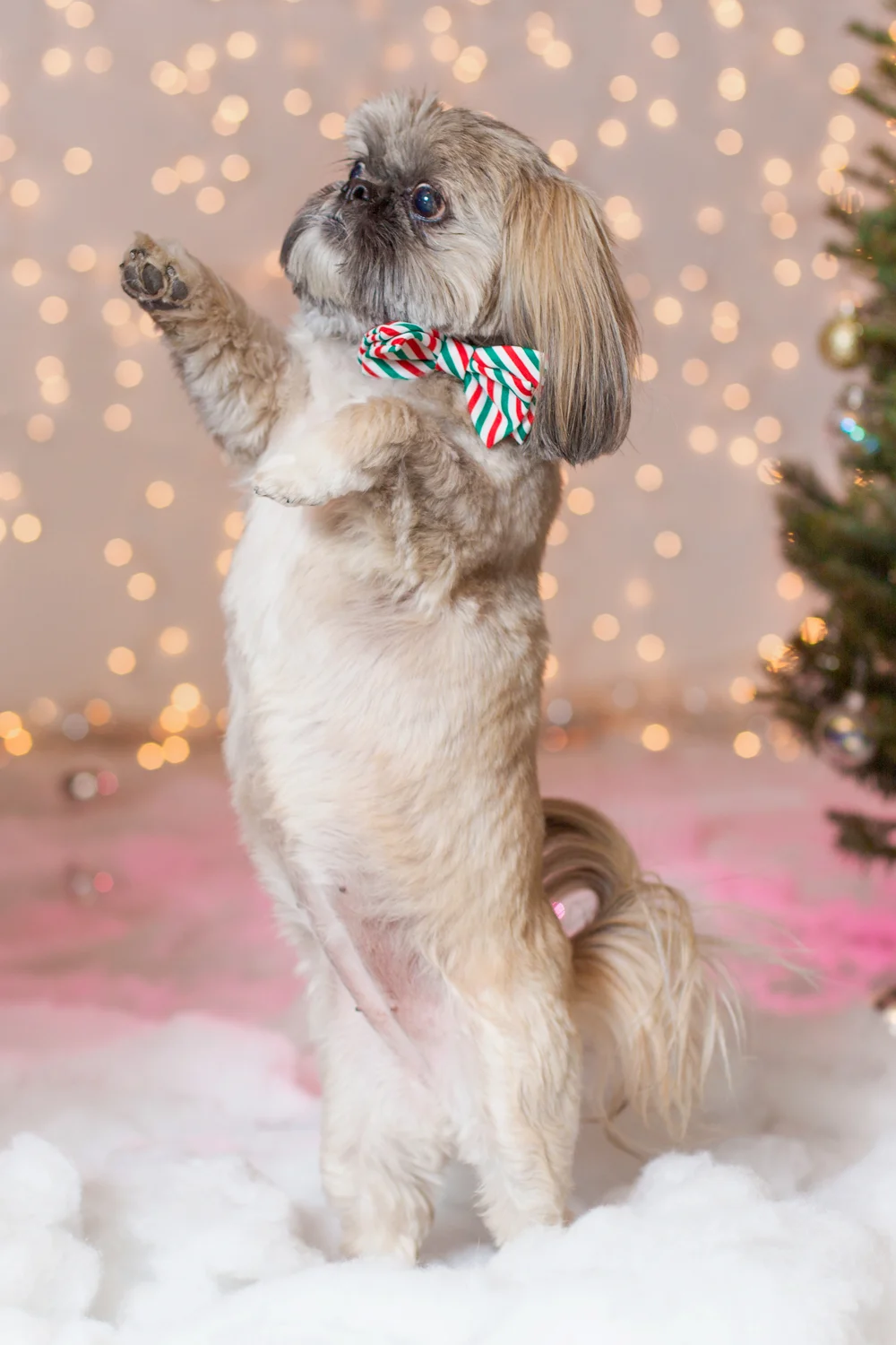 _WebsiteDogs71CocoClancy_17_1500.JPG